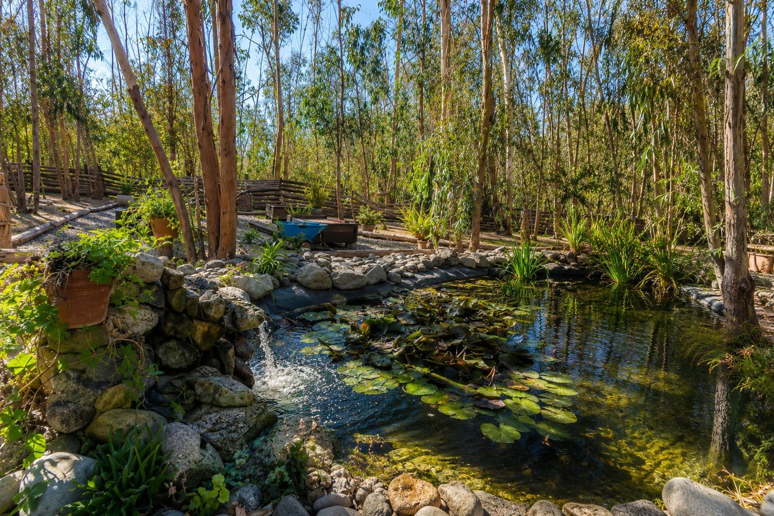 Laguna rodeada de bosque en Bosques de San José